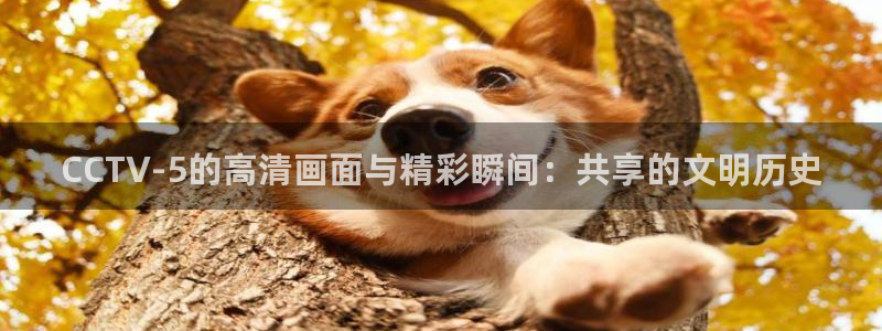 看球吧nba免费直播：CCTV-5的高清画面与精彩瞬间：共享的文明历史