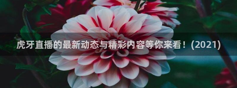 看球吧免费直播：虎牙直播的最新动态与精彩内容等你来看！(2021)